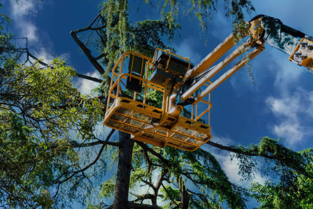 Best Palm Tree Trimming  in St Anthony, MN